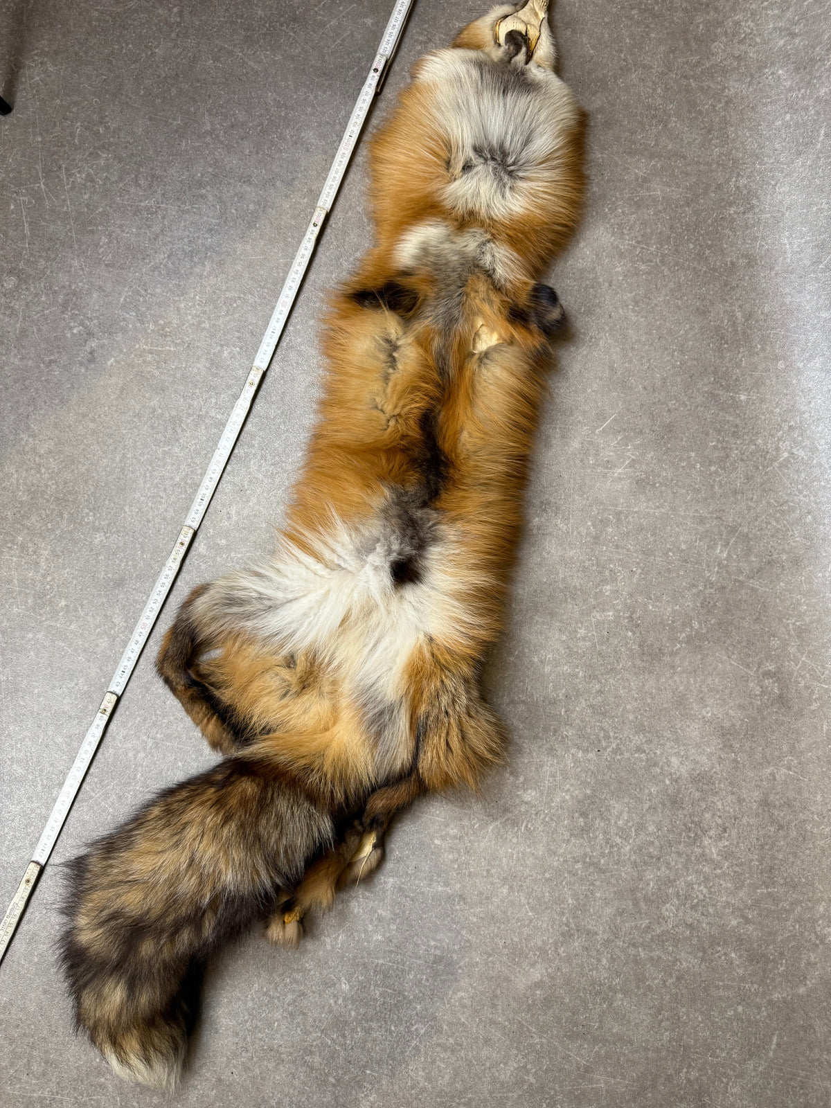 Vintage Rotfuchs Echtfell Fuchsschal Mit Kopf Pfoten & Schweif Rotfuchs Pelzschal Real Fur Fox Stole