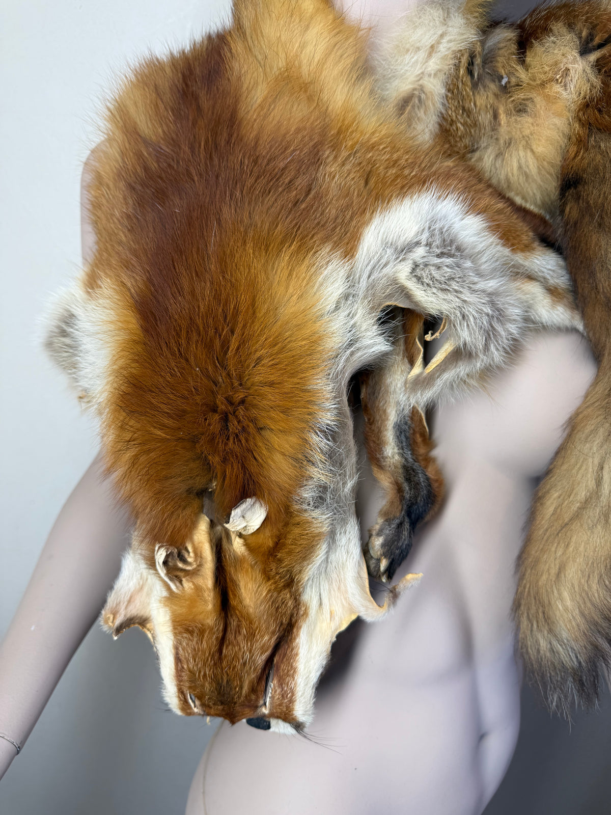 Antiker Rotfuchs Pelz Stola Ganzfuchs Echtfell Fuchsfell mit Kopf Pfoten & Schweif Vintage