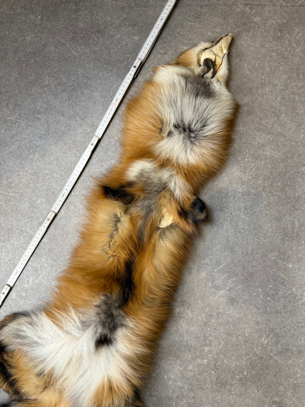 Vintage Rotfuchs Echtfell Fuchsschal Mit Kopf Pfoten & Schweif Rotfuchs Pelzschal Real Fur Fox Stole