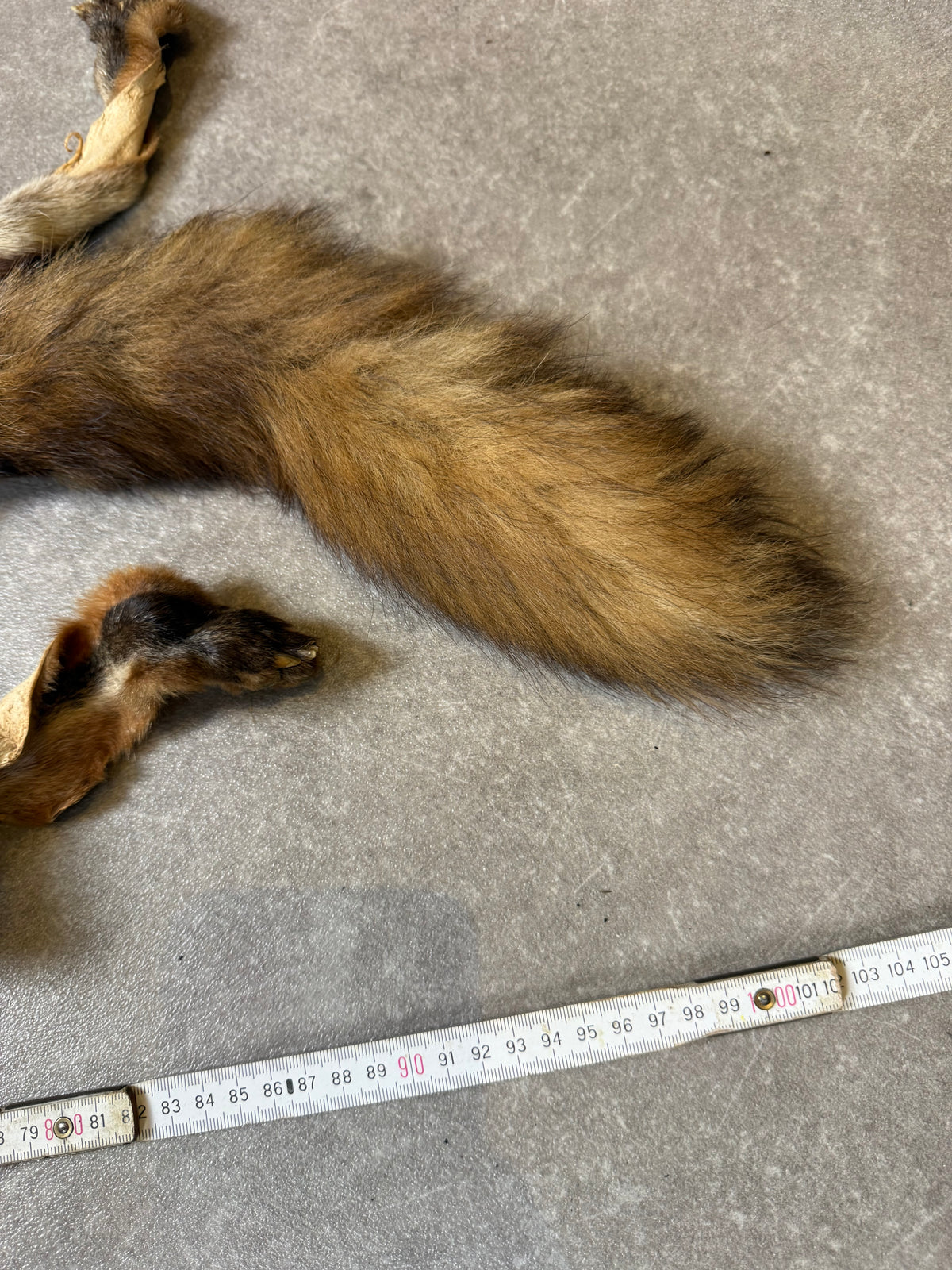 Antiker Rotfuchs Pelz Stola Ganzfuchs Echtfell Fuchsfell mit Kopf Pfoten & Schweif Vintage